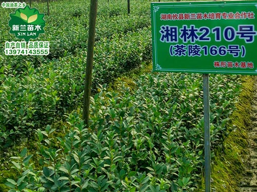 一年生轻基质油茶苗2