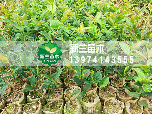 一年生轻基质油茶苗6