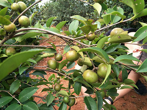 油茶挂果树