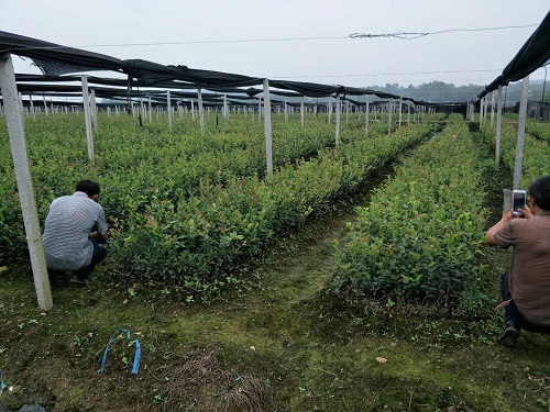 两年轻基质杯苗基地 