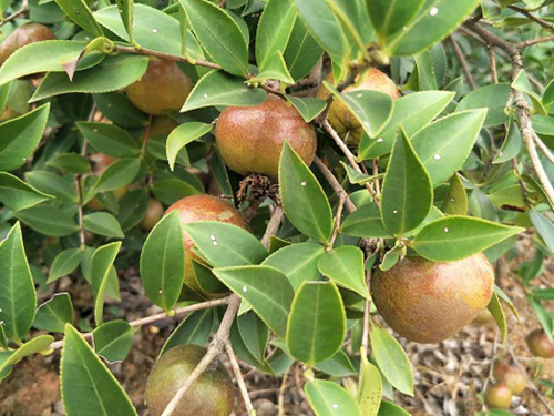 油茶大树苗