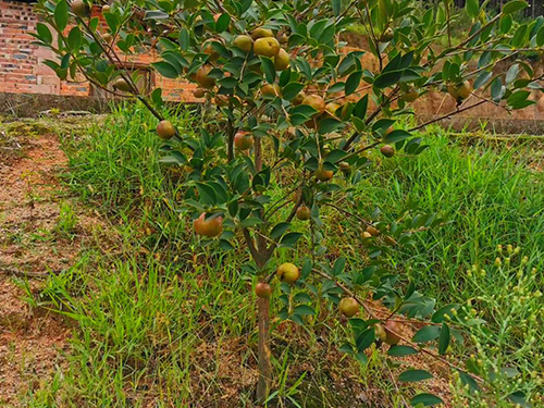 油茶大树苗