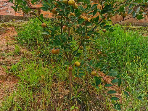 油茶大树苗