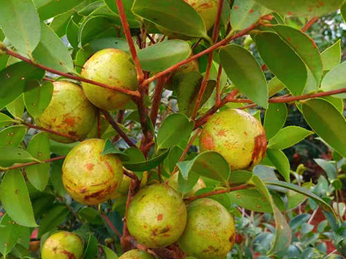 油茶大树苗