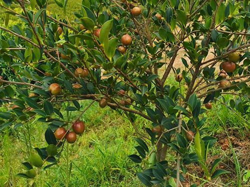 油茶大树苗