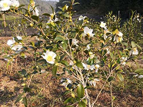 油茶大树苗