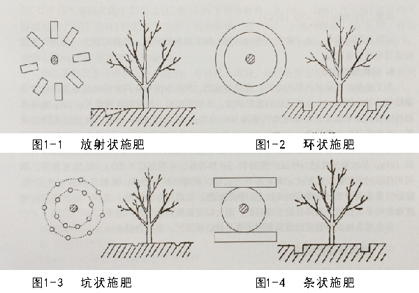 油茶树施肥方法和用量