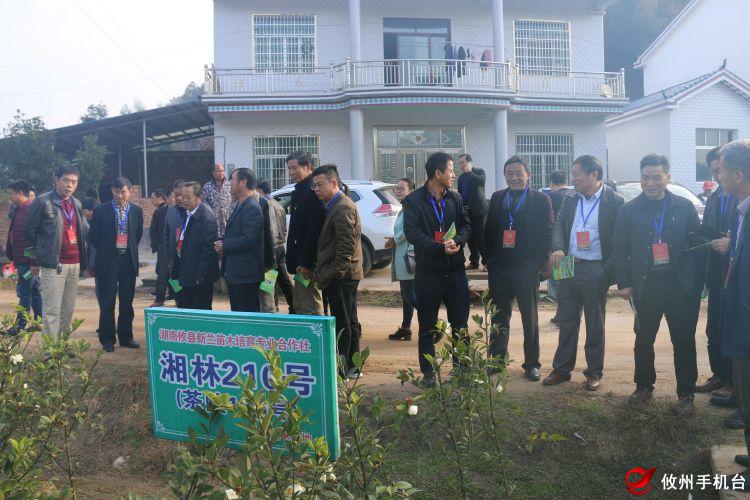 油茶苗|油茶苗价格|油茶苗批发|油茶苗基地|攸县新兰油茶苗基地