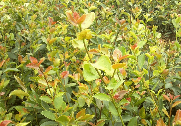 这是油茶新抽的夏梢，需要一段时间才能完全木质化