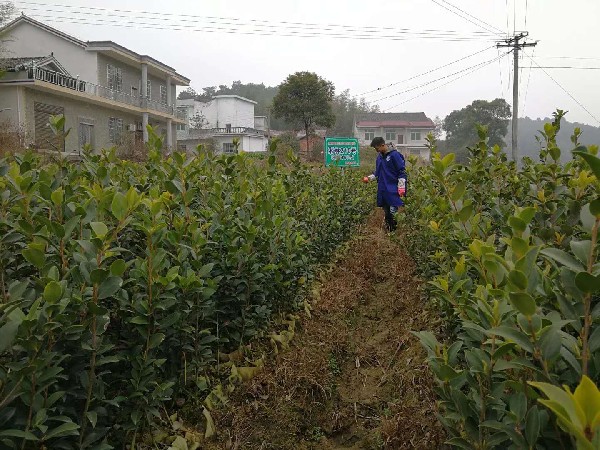 新兰苗木基地