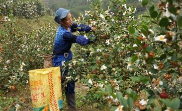 油茶苗