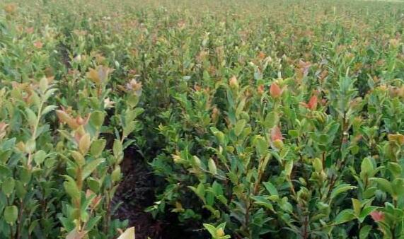 油茶苗种植前景、价格