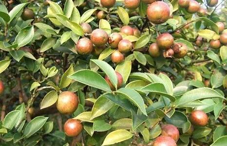 有机油茶苗栽培种植技术