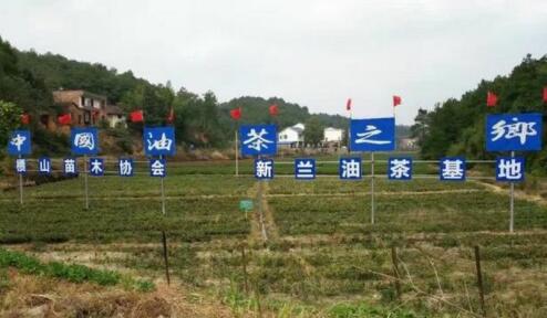 湖南油茶苗批发基地