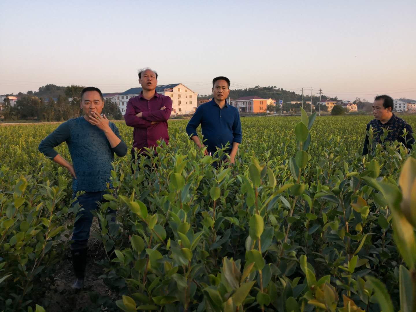 湖南油茶苗批发基地