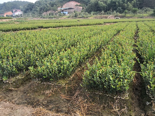 湖南油茶苗批发基地