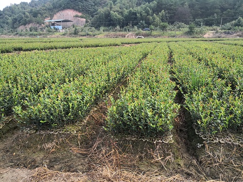 湖南油茶苗批发基地