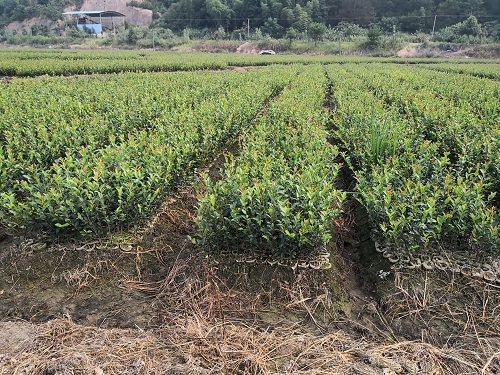 湖南油茶苗批发基地