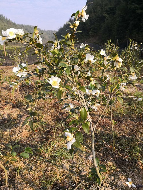 湖南油茶苗批发基地