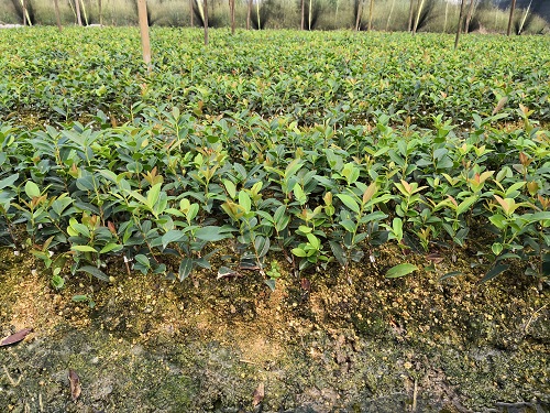 湖南油茶苗批发基地