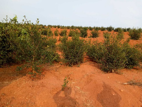 湖南油茶苗批发基地