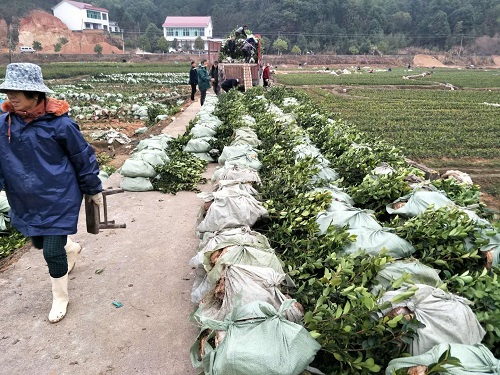 湖南油茶苗批发基地