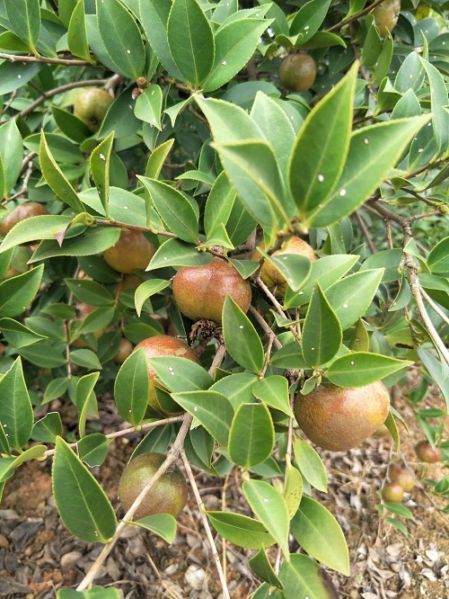 湖南油茶苗批发基地