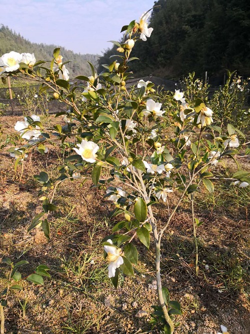 湖南油茶苗批发基地