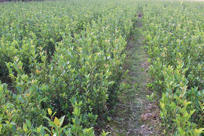 油茶苗|油茶苗基地|油茶苗价格|油茶苗批发|湖南油茶苗