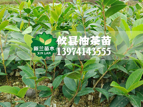 湖南油茶苗批发价格