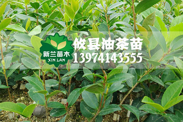 新兰油茶苗种植基地