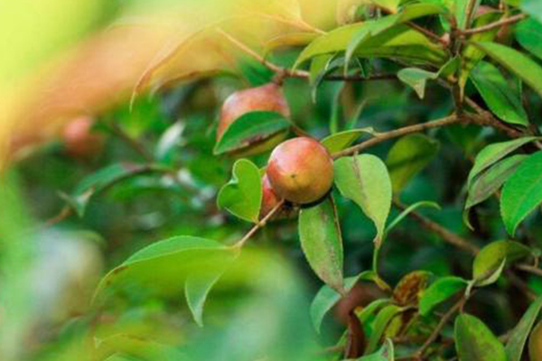 新兰苗木油茶苗基地